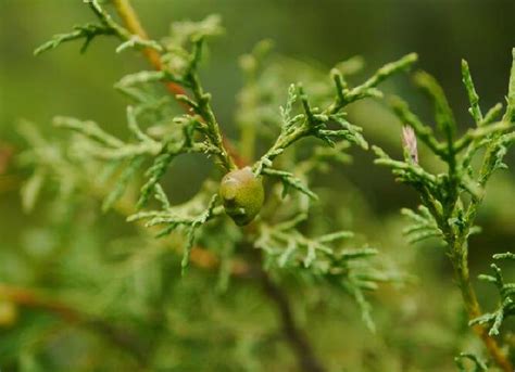 圓柏種類|圓柏(植物):形態特徵,生長習性,分布範圍,栽培技術,選種…